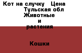 Кот на случку › Цена ­ 1 000 - Тульская обл. Животные и растения » Кошки   
